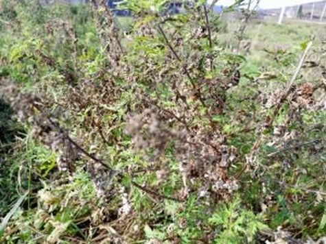 Фото пресс-службы Управления Россельхознадзора по Хакасии и Туве